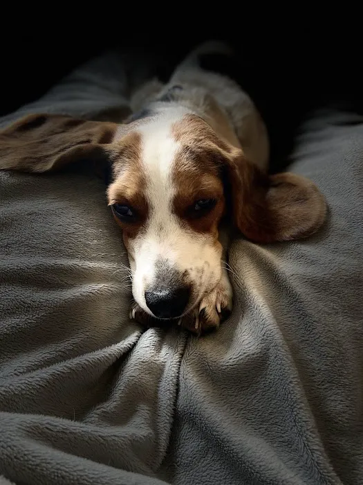 Alpine Pet Care Center Picture 4