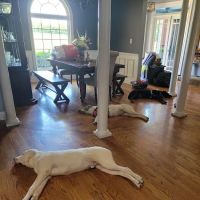 By Pass Animal Clinic ico