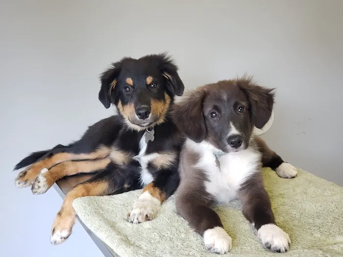 By Pass Animal Clinic Picture 5