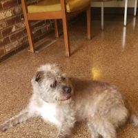 Simpson County Animal Hospital Llc ico