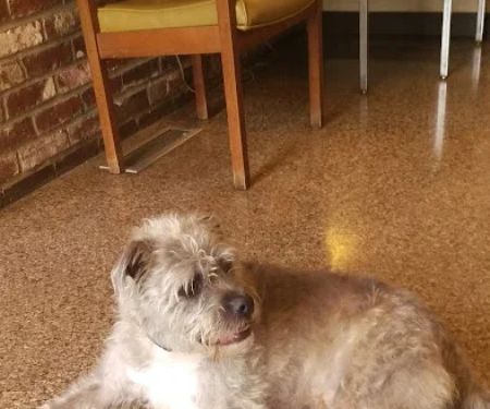 Simpson County Animal Hospital Llc