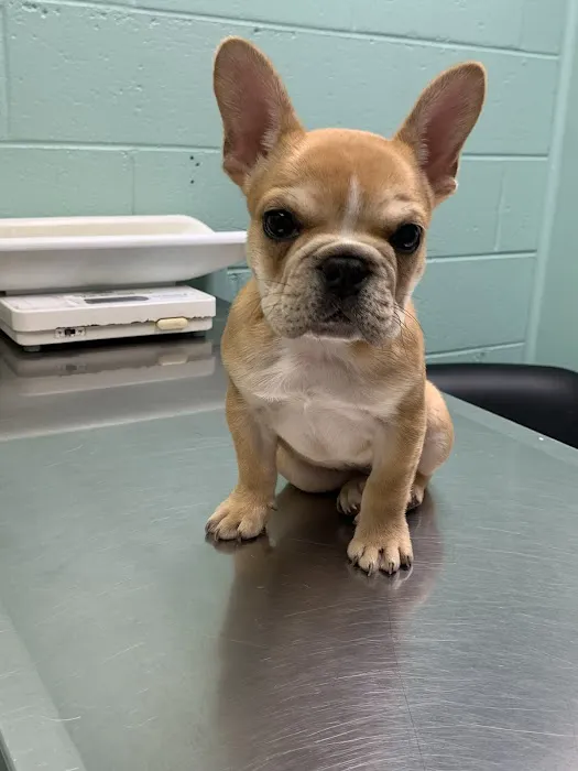 Greenbrier-Springfield Animal Hospital Picture 6