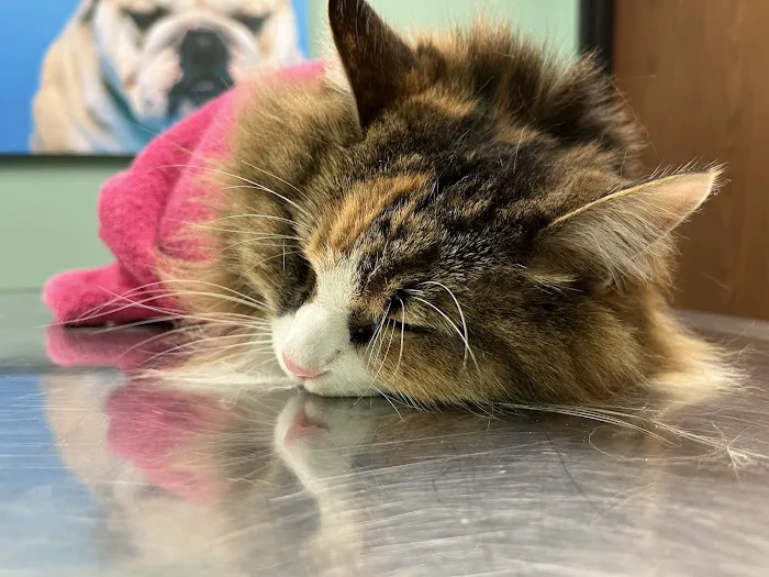 Greenbrier-Springfield Animal Hospital Picture 7