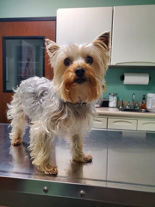 Greenbrier-Springfield Animal Hospital Picture 8