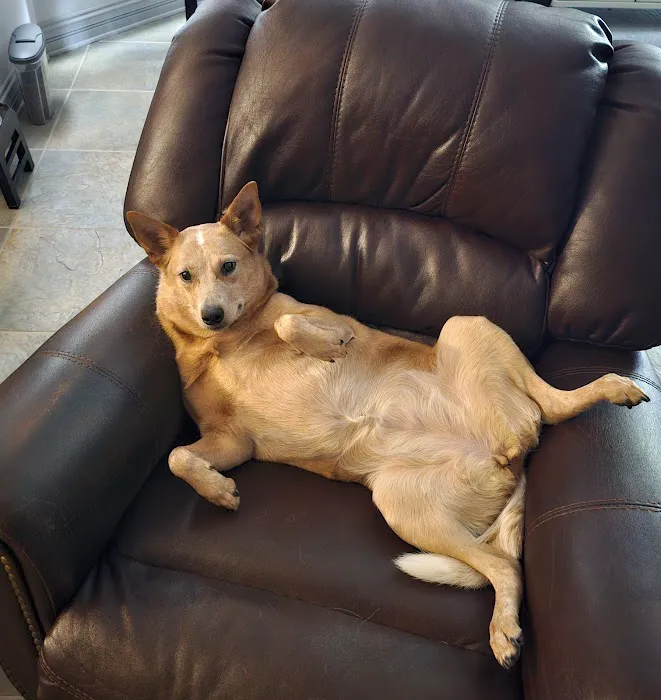 PAWSH Premier Animal Wellness & Surgery Hospital: Dr. Adrienne Price DVM Picture 3