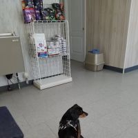 Rolling Hills Veterinary Services ico