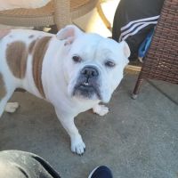 Rockmart Animal Hospital PC ico