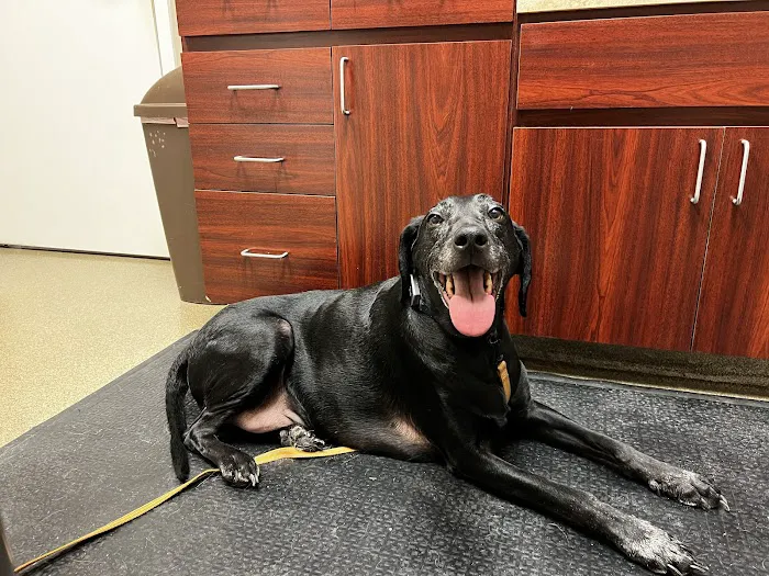 Rockmart Animal Hospital PC Picture 7