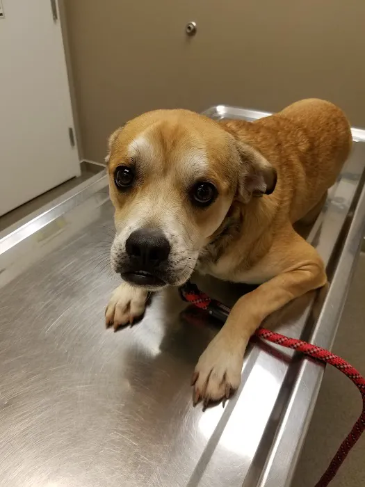 Rockmart Animal Hospital PC Picture 10