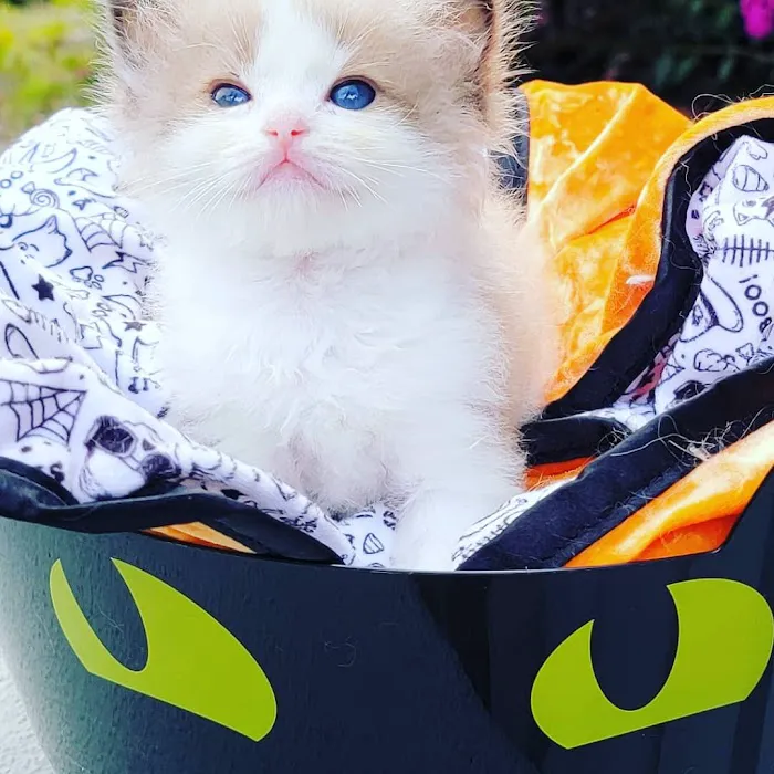 Southern Ragdoll Cattery Picture 1