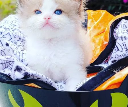 Southern Ragdoll Cattery