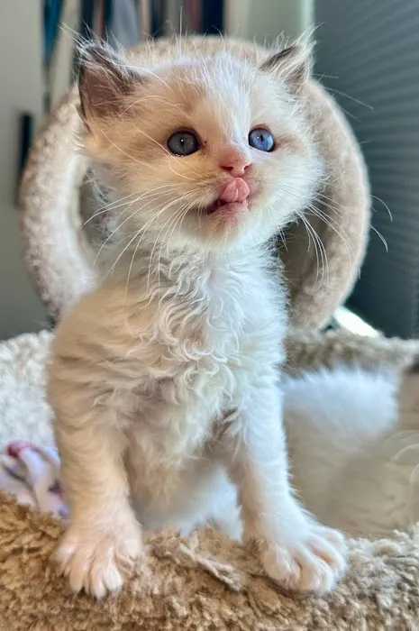 Southern Ragdoll Cattery Picture 4