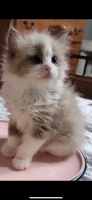 Southern Ragdoll Cattery Picture 7