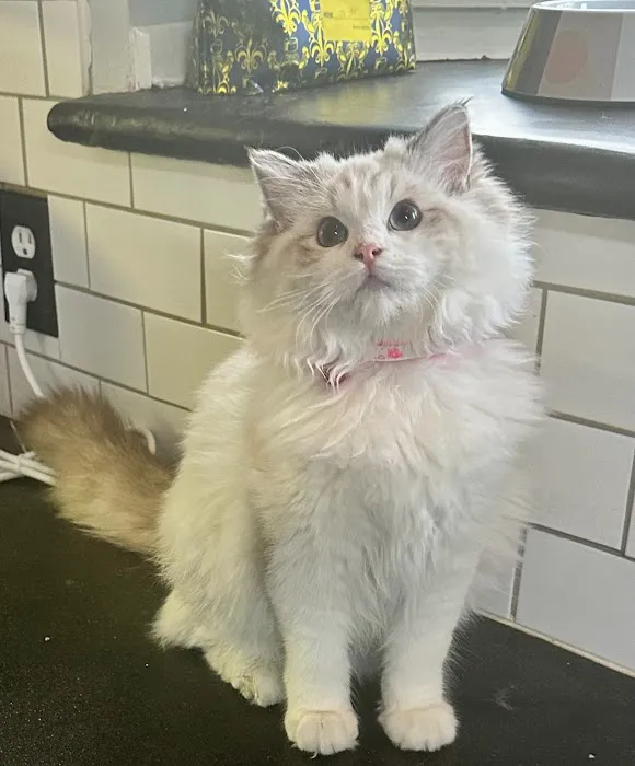 Southern Ragdoll Cattery Picture 3