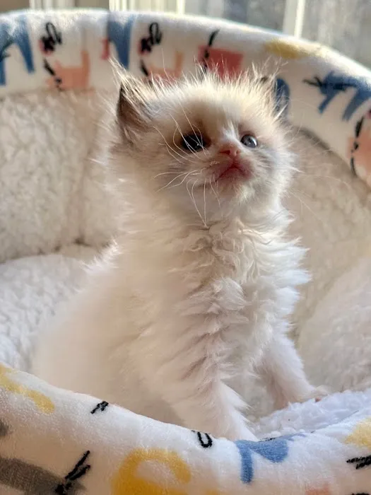 Southern Ragdoll Cattery Picture 6
