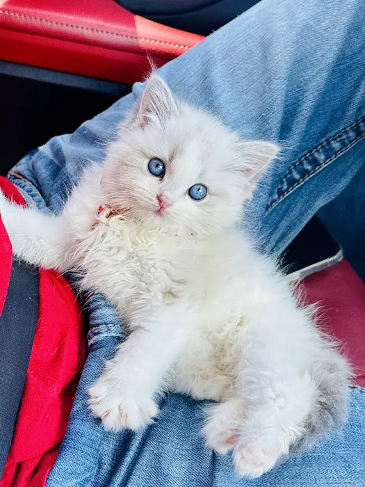 Southern Ragdoll Cattery Picture 9