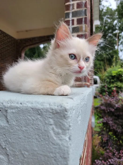 Southern Ragdoll Cattery Picture 10