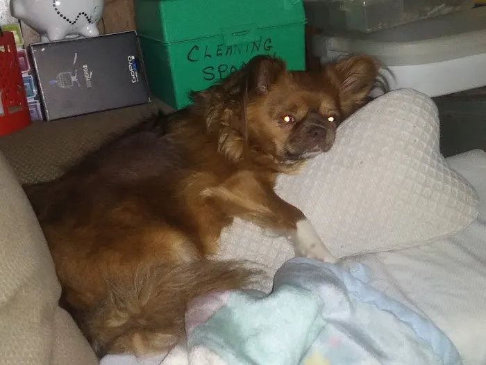 VCA Animal Medical Center of NE Alabama Picture 1