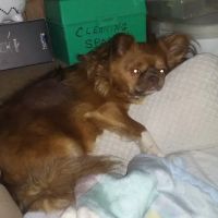 VCA Animal Medical Center of NE Alabama ico