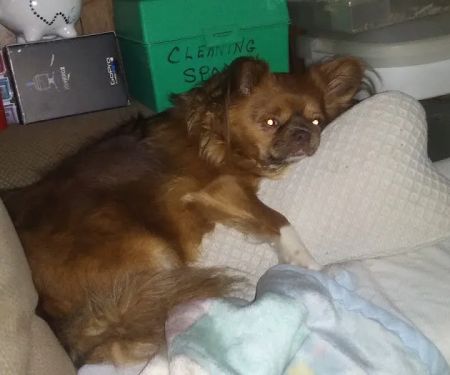 VCA Animal Medical Center of NE Alabama