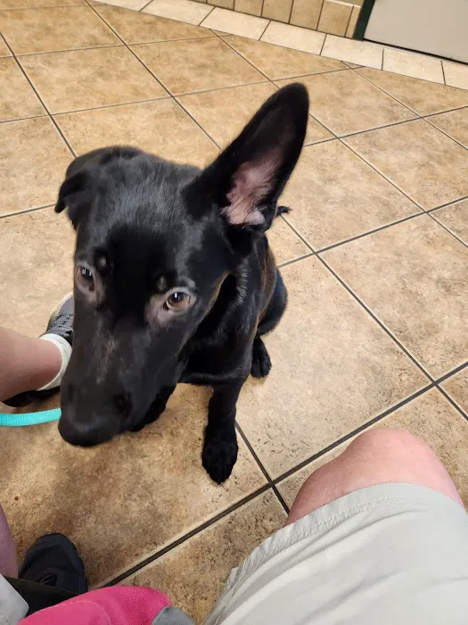 VCA Animal Medical Center of NE Alabama Picture 3