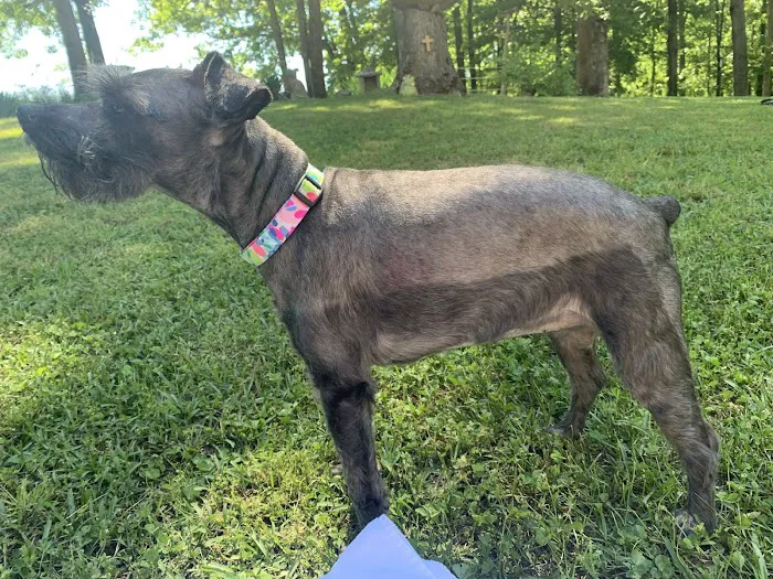Greenbrier Animal Clinic Picture 4