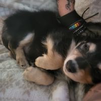 Greenbrier Animal Clinic ico
