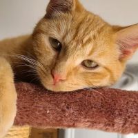 Calhoun County Veterinary Clinic ico