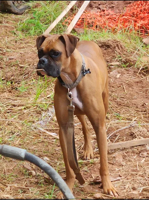 Cheaha Animal Hospital Picture 1