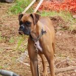 Cheaha Animal Hospital
