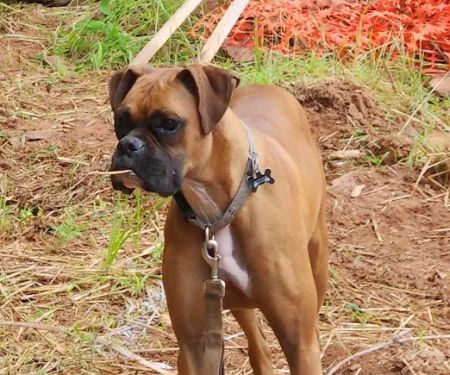 Cheaha Animal Hospital