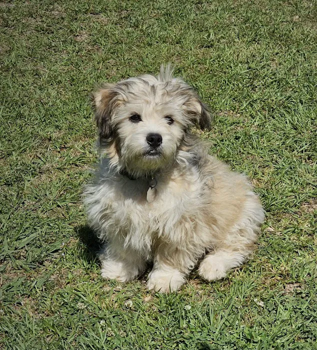 Cheaha Animal Hospital Picture 2