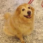 Town and Country Veterinary Hospital - Animal Care Associates