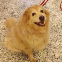 Town and Country Veterinary Hospital - Animal Care Associates ico