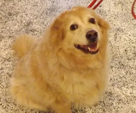Town and Country Veterinary Hospital - Animal Care Associates