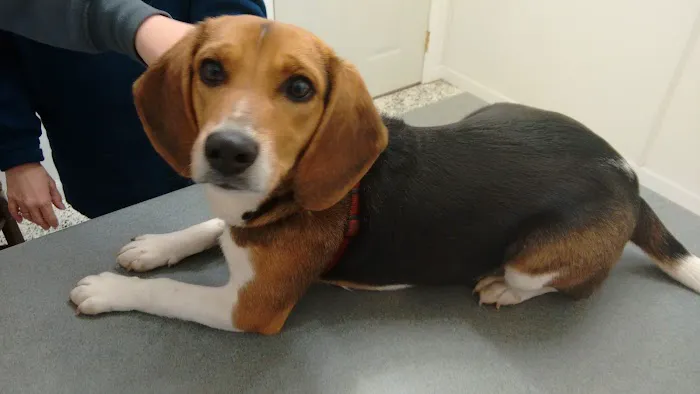 Town and Country Veterinary Hospital - Animal Care Associates Picture 4