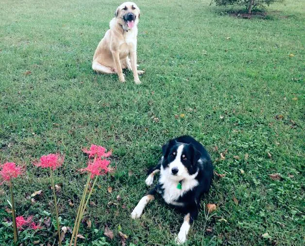 Town and Country Veterinary Hospital - Animal Care Associates Picture 3