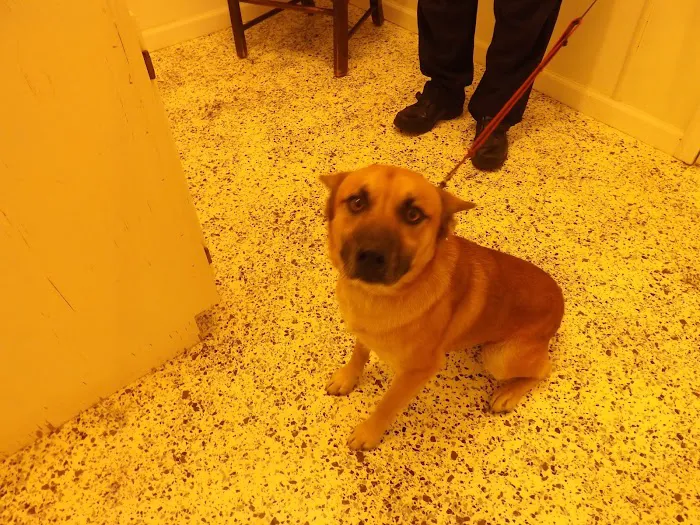 Town and Country Veterinary Hospital - Animal Care Associates Picture 7