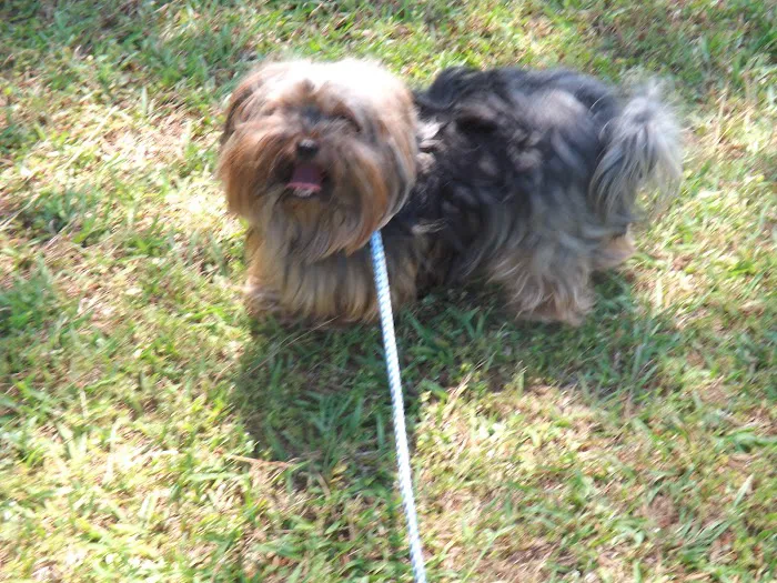 Town and Country Veterinary Hospital - Animal Care Associates Picture 9
