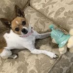 Eastpoint Animal Hospital- Haynes, Dennis DVM
