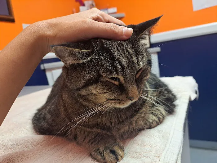Animal Medical Hospital Picture 7