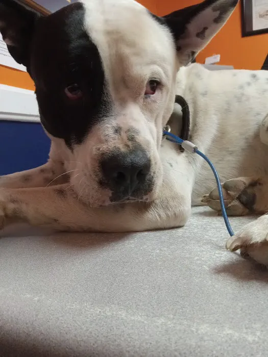 Animal Medical Hospital Picture 6