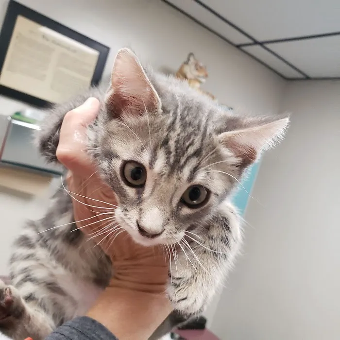 Tony Crider DVM - Catoma Animal Clinic Picture 4