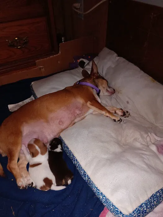 Tony Crider DVM - Catoma Animal Clinic Picture 3