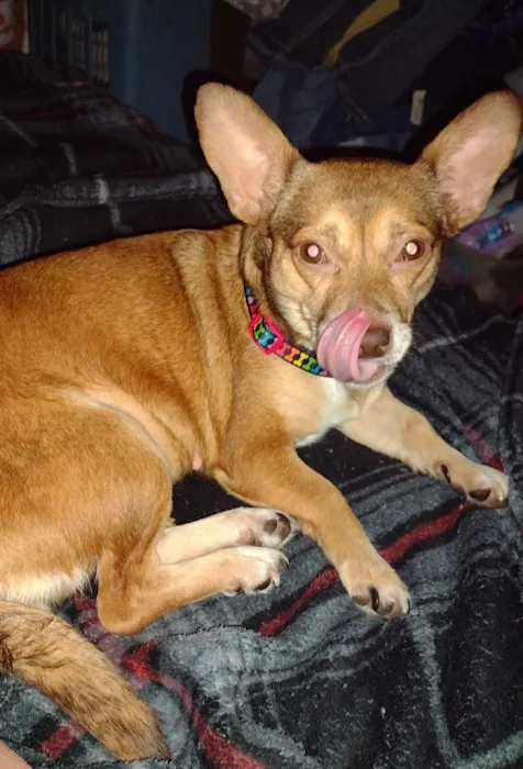 Tony Crider DVM - Catoma Animal Clinic Picture 7