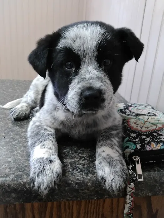 Compton's Veterinary Hospital Picture 3