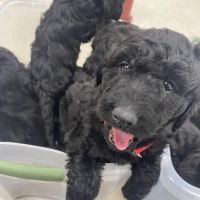 Compton's Veterinary Hospital ico