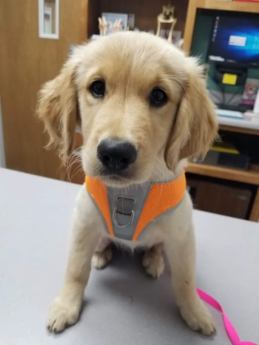 Cullman Veterinary Hospital Pc Picture 1