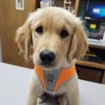 Cullman Veterinary Hospital Pc