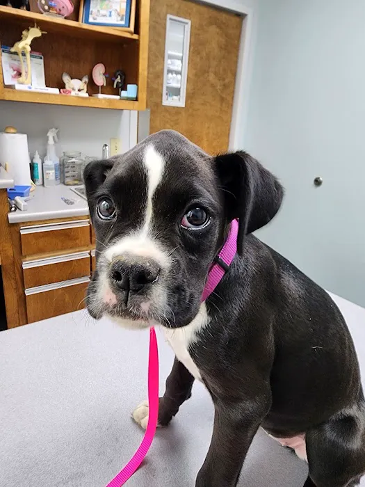 Cullman Veterinary Hospital Pc Picture 6